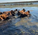 Trabajador rural murió ahogado cuando movía vacas de zona inundada en el norte santafesino