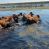 Trabajador rural murió ahogado cuando movía vacas de zona inundada en el norte santafesino
