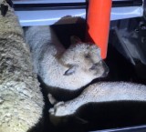 Intento de abigeato en el Gran Rosario: rescatan ovejas robadas y con las patas atadas