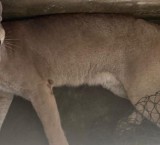 Un puma ingresó a una casa en un pueblo de Santa Fe y fue liberado en una zona rural