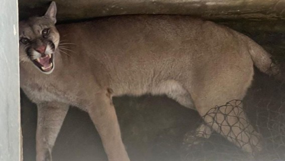 Un puma ingresó a una casa en un pueblo de Santa Fe y fue liberado en una zona rural