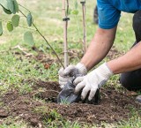 Roldán impulsa una jornada de forestación colectiva y reciclado