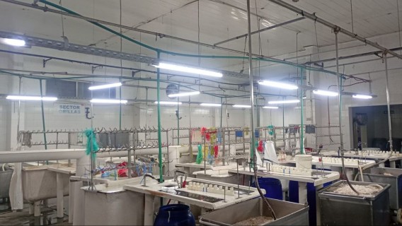 Trabajadores del frigorífico Euro reactivan la producción tras seis meses sin cobrar