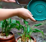 Arroyo Seco impulsa un operativo contra el dengue con la lupa sobre barrios afectados en temporadas anteriores