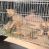 Cuatro zorros bebé fueron rescatados por un pescador en la zona de Estancia Santa Rosa en Roldán
